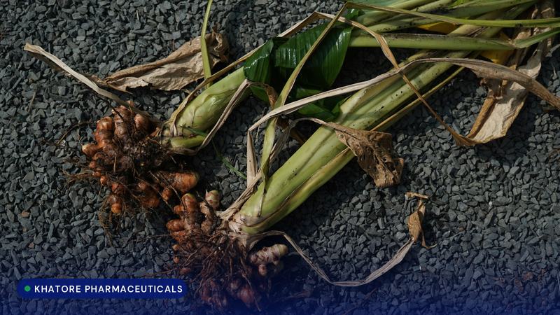Freshly harvested turmeric roots with green stalks