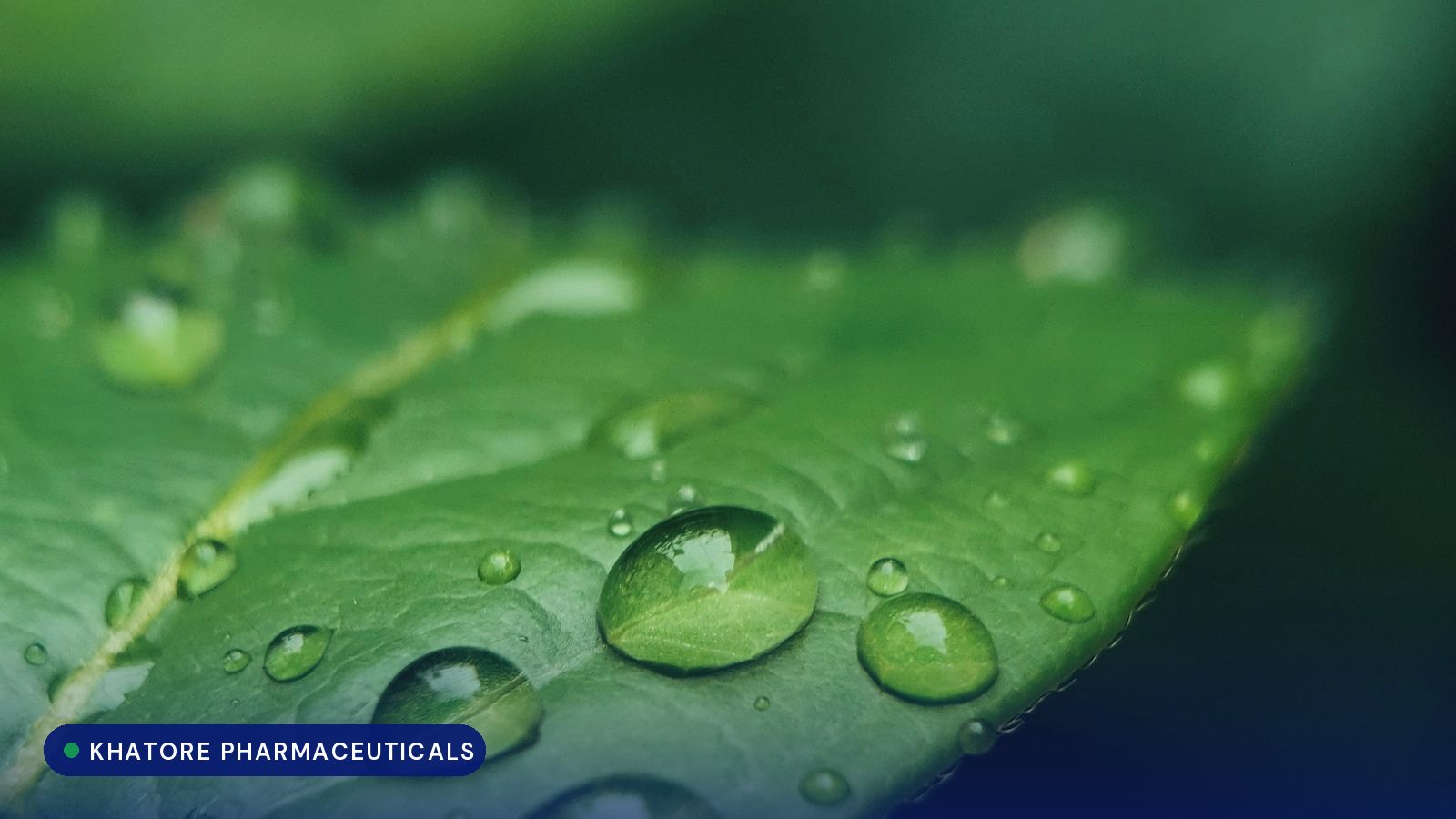 Water droplets on a green leaf