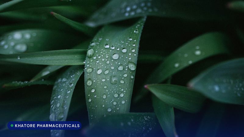 Dew on grass