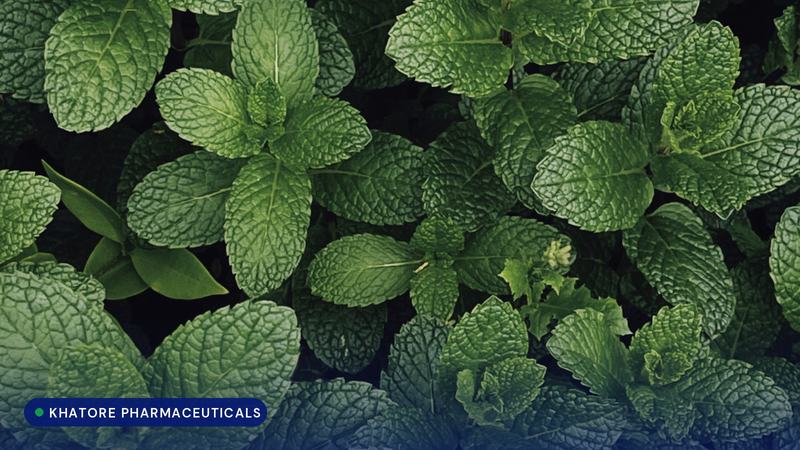 Fresh green mint leaves